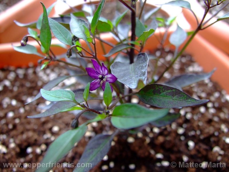 violetta_001_pianta_01.jpg