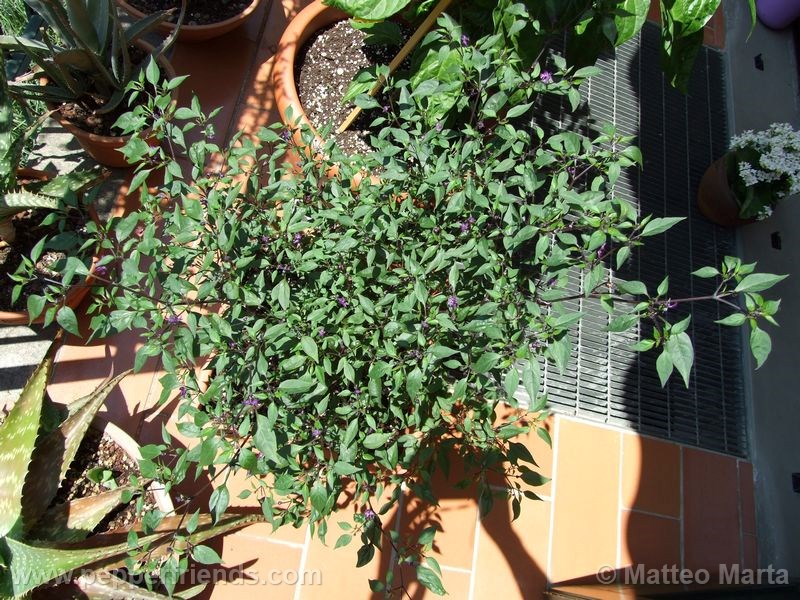 violetta_001_pianta_04.jpg