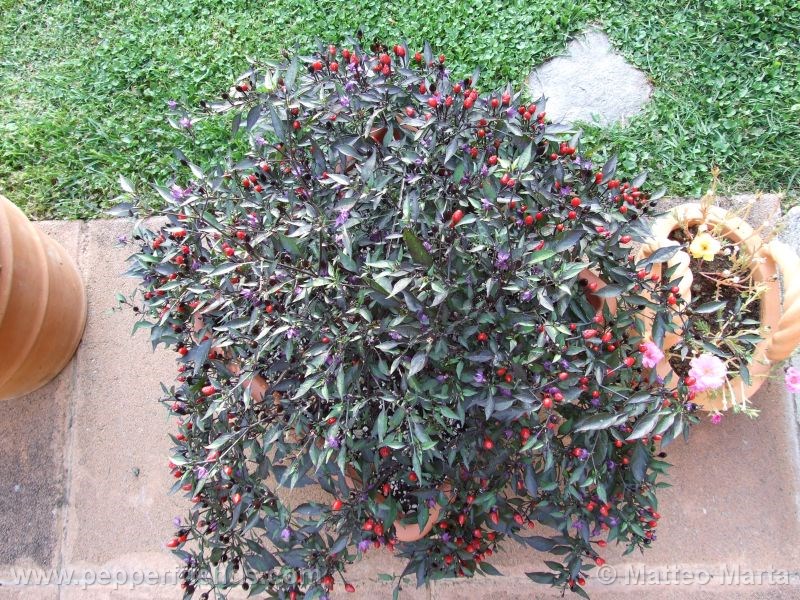 violetta_001_pianta_05.jpg