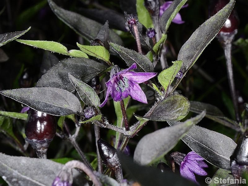 violetta_003_fiore_01.jpg