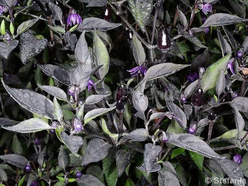 violetta_003_pianta_01.jpg
