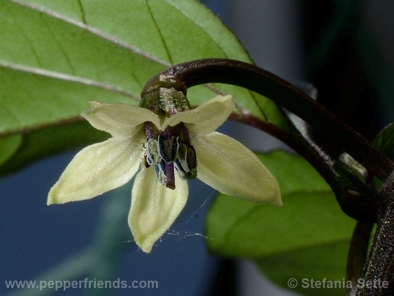 viperxpurplebhut_001_fiore_03.jpg