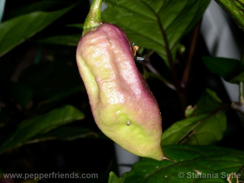 viperxpurplebhut_001_frutto_02.jpg