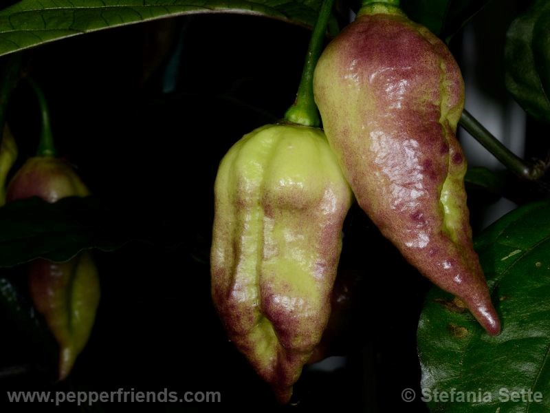 viperxpurplebhut_001_frutto_03.jpg