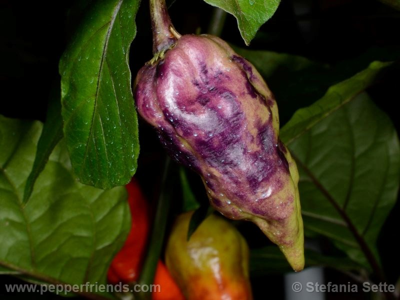 viperxpurplebhut_001_frutto_04.jpg