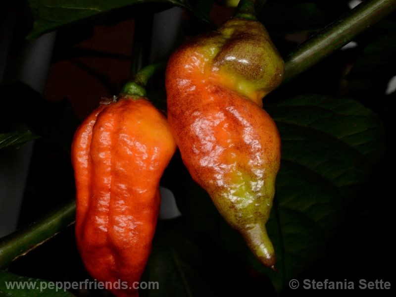 viperxpurplebhut_001_frutto_05.jpg