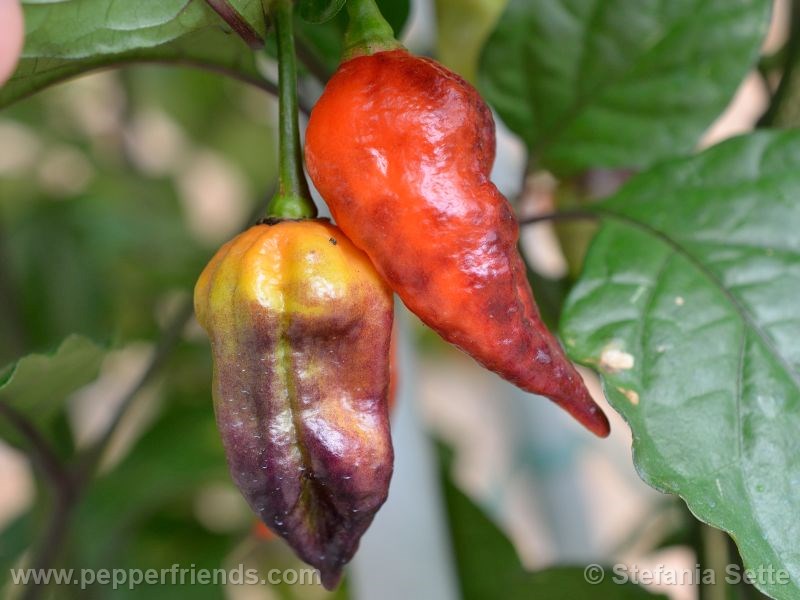 viperxpurplebhut_001_frutto_06.jpg