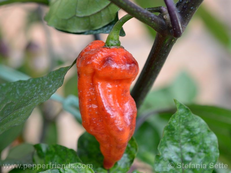 viperxpurplebhut_001_frutto_07.jpg