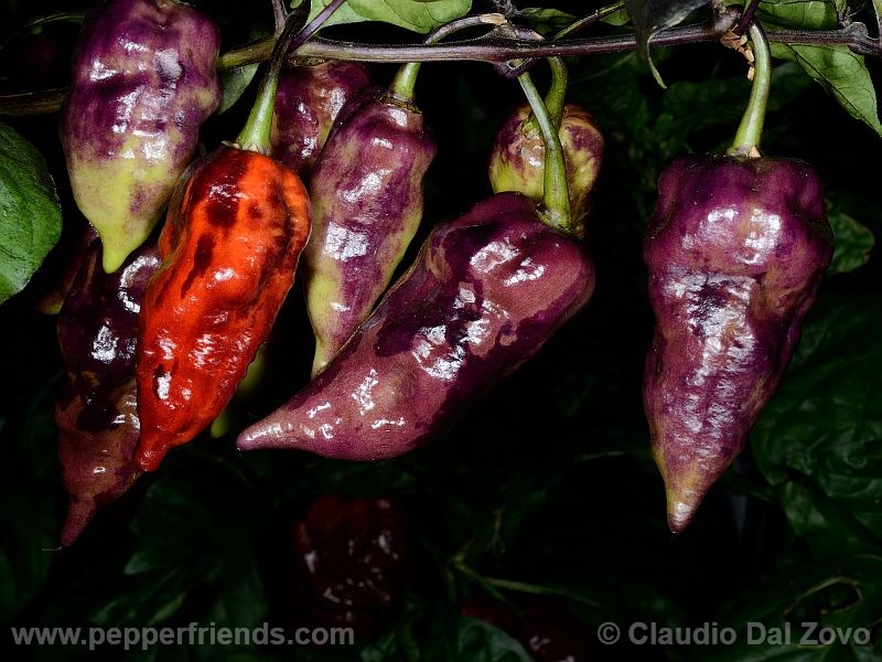 viperxpurplebhut_001_frutto_09.jpg