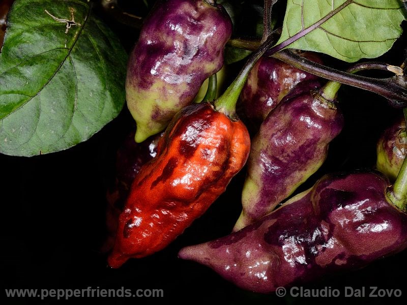 viperxpurplebhut_001_frutto_10.jpg