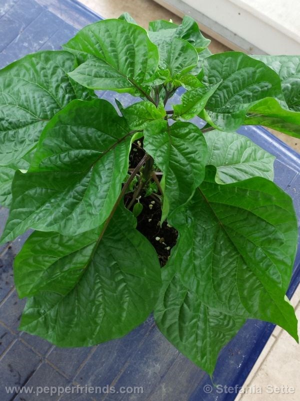 viperxpurplebhut_001_pianta_02.jpg