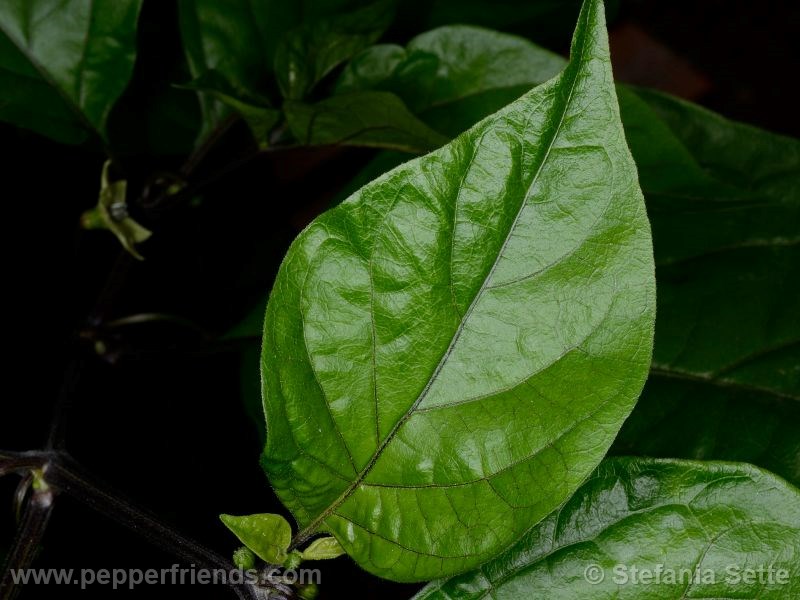 viperxpurplebhut_001_pianta_03.jpg