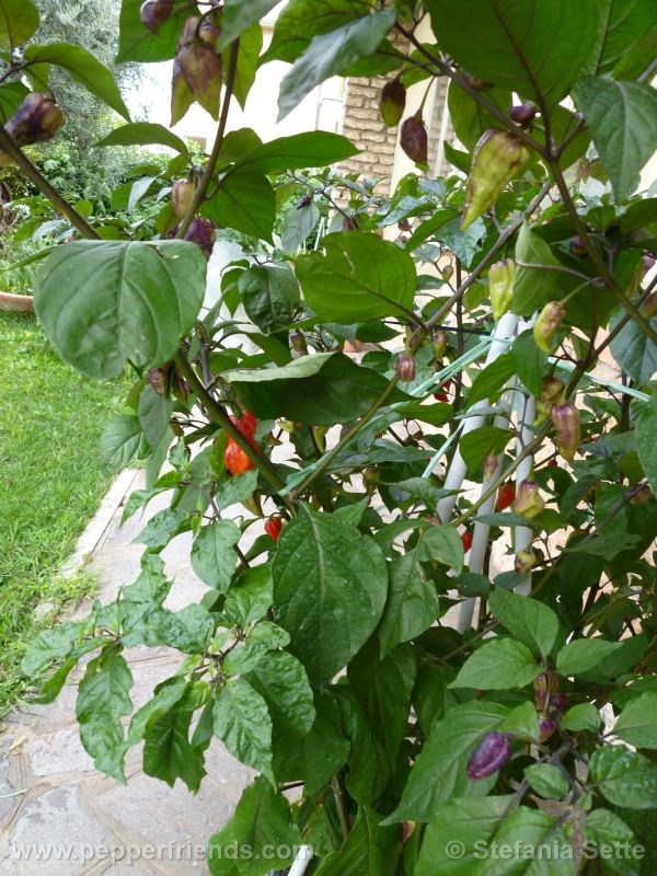 viperxpurplebhut_001_pianta_08.jpg