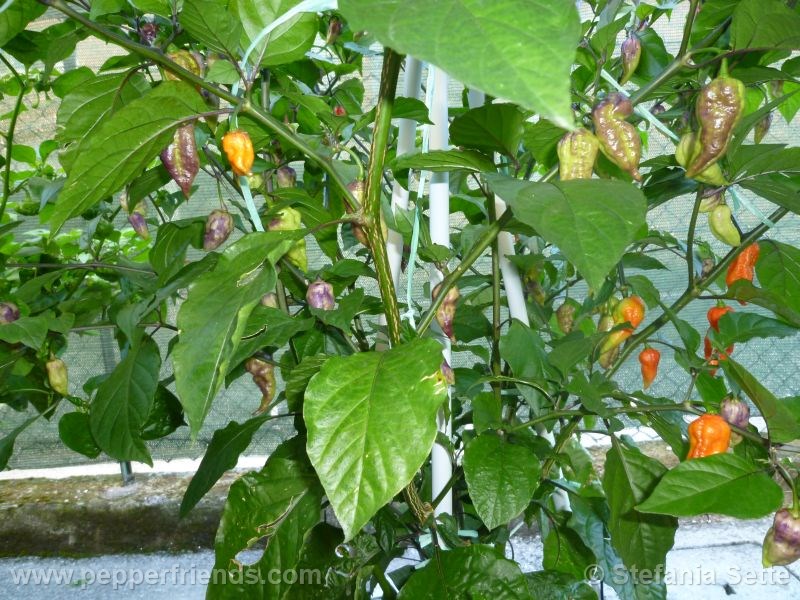 viperxpurplebhut_001_pianta_09.jpg