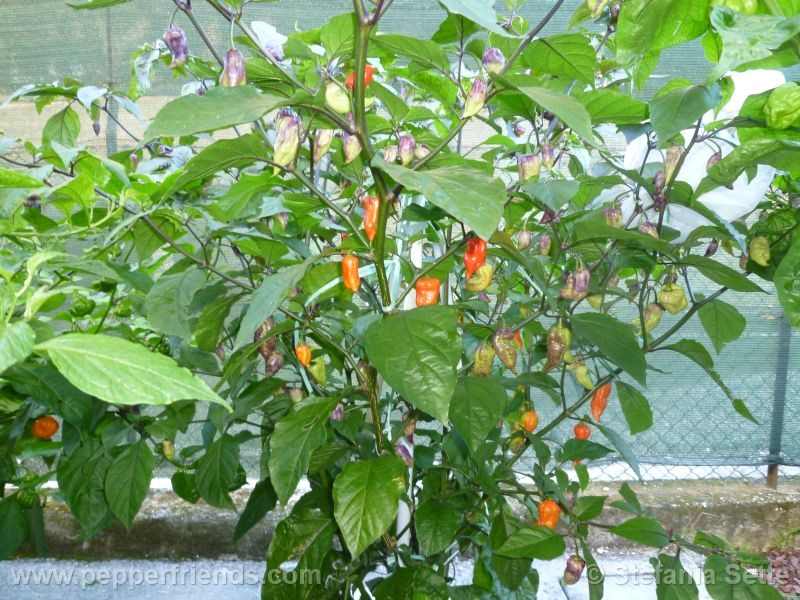 viperxpurplebhut_001_pianta_10.jpg