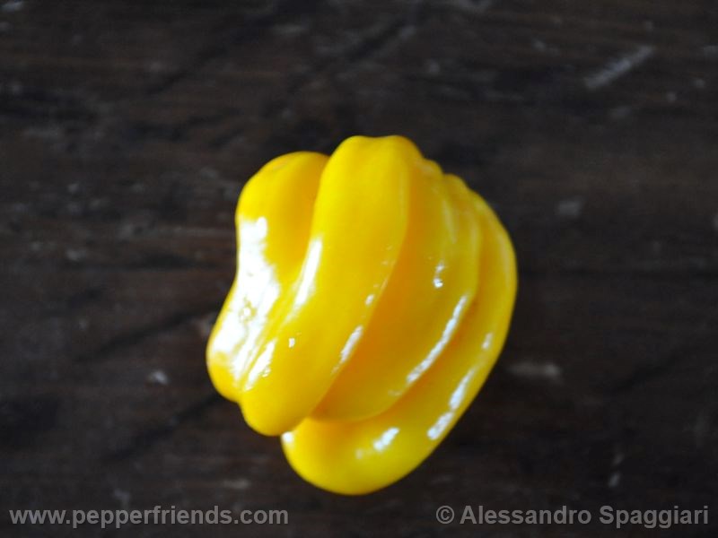 westindian-yellow_001_frutto_01.jpg