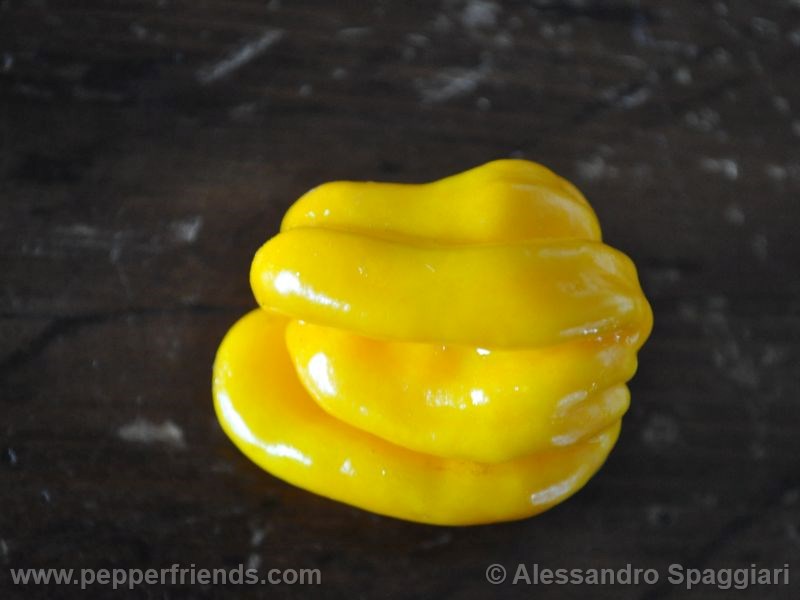 https://www.pepperfriends.org/uploads/westindian-yellow-habanero/001/westindian-yellow_001_frutto_02.jpg