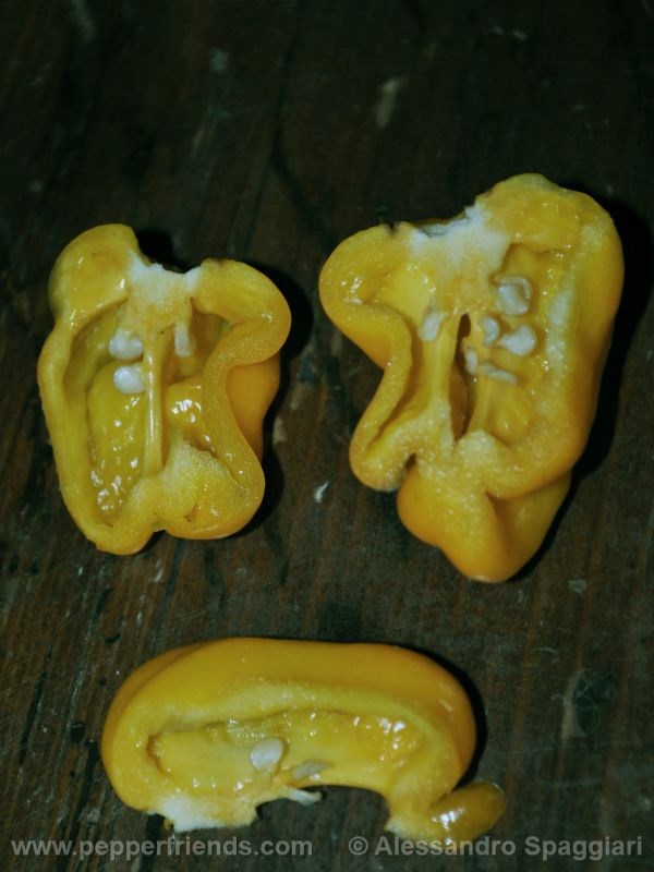westindian-yellow_001_frutto_03.jpg