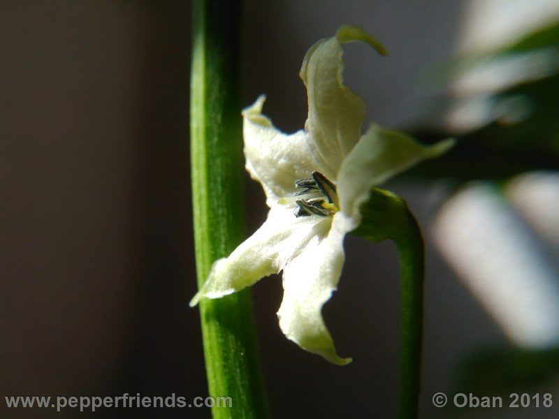 wild-grove-cap-249_001_fiore_02.jpg