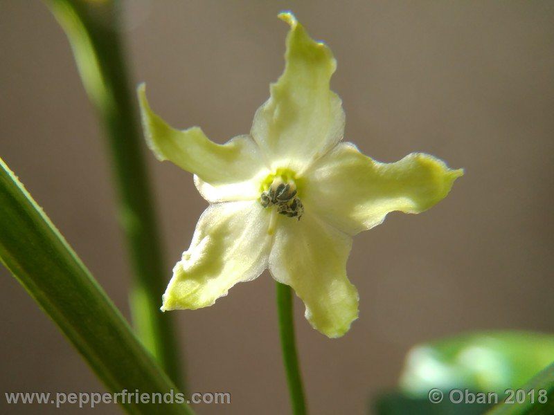 wild-grove-cap-249_001_fiore_03.jpg