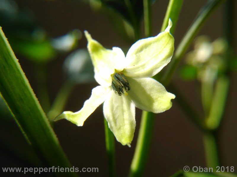 wild-grove-cap-249_001_fiore_04.jpg