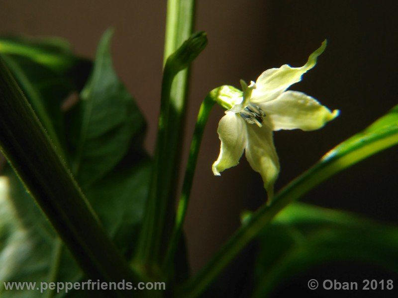wild-grove-cap-249_001_fiore_05.jpg
