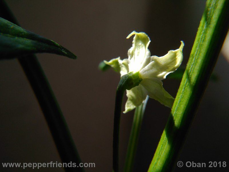 wild-grove-cap-249_001_fiore_06.jpg