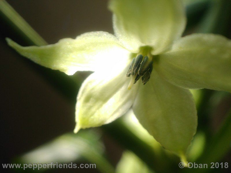 wild-grove-cap-249_001_fiore_07.jpg
