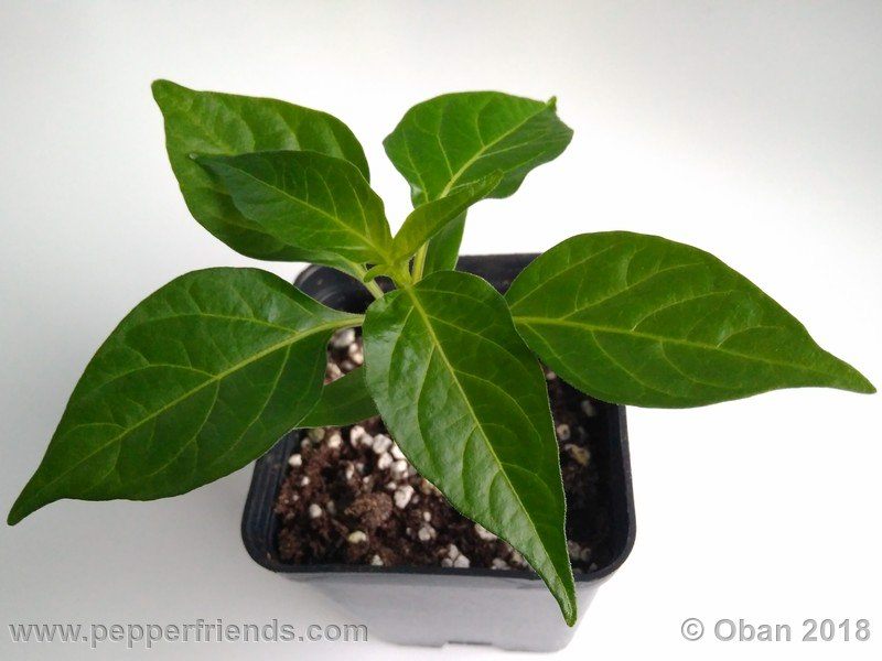 wild-grove-cap-249_001_pianta_02.jpg