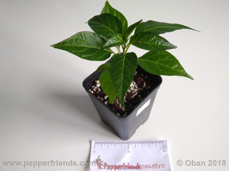 wild-grove-cap-249_001_pianta_03.jpg