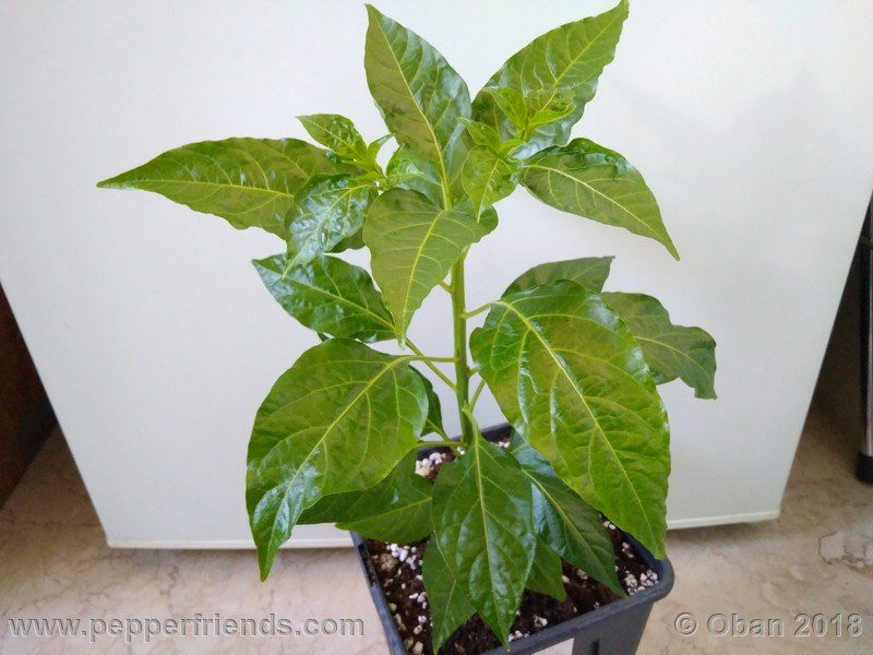 wild-grove-cap-249_001_pianta_05.jpg