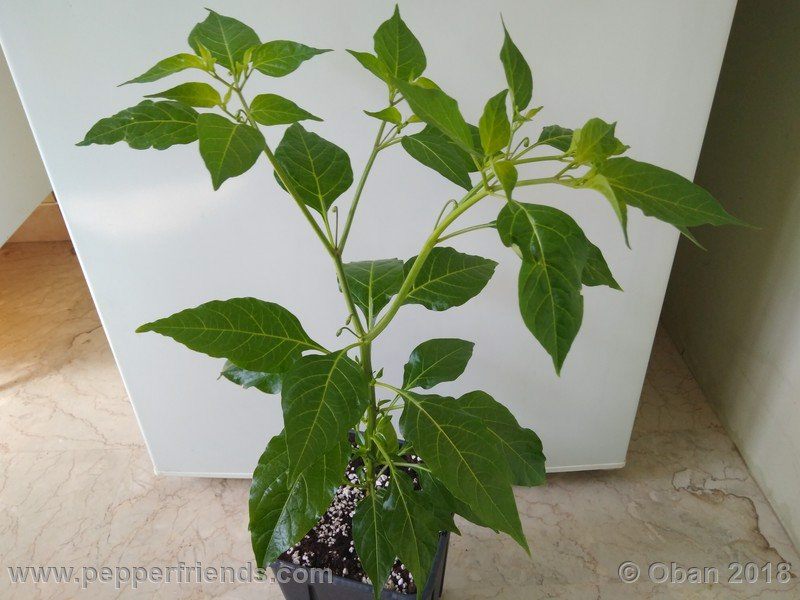 wild-grove-cap-249_001_pianta_06.jpg