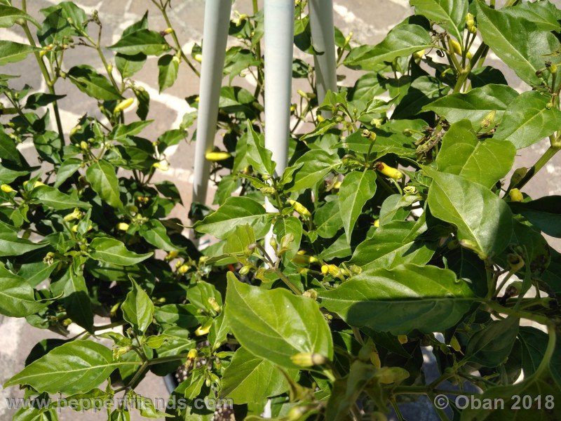 wild-grove-cap-249_001_pianta_07.jpg
