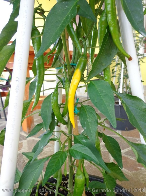 yellow-cayenne_001_1_DSC05529.jpg