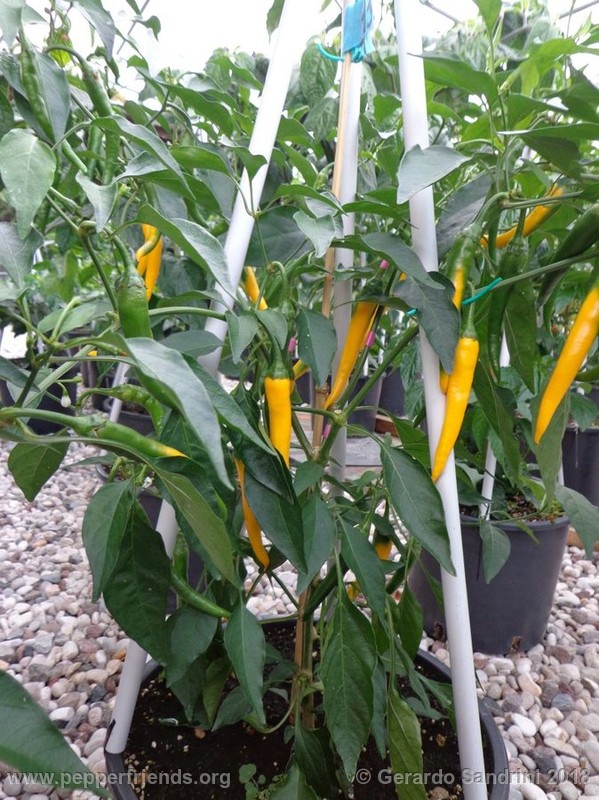 yellow-cayenne_001_5_DSC05839.jpg