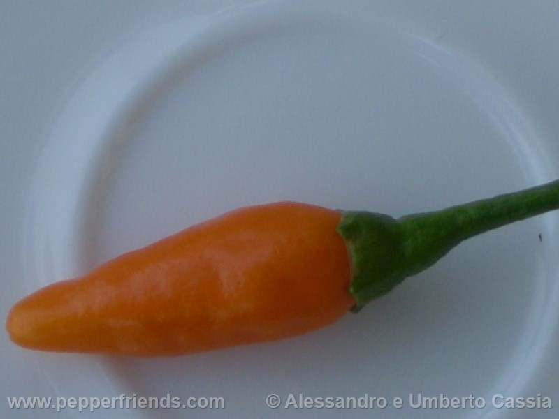 https://www.pepperfriends.org/uploads/yemennord-arancio/001/yemennord-arancio_001_frutto_02.jpg