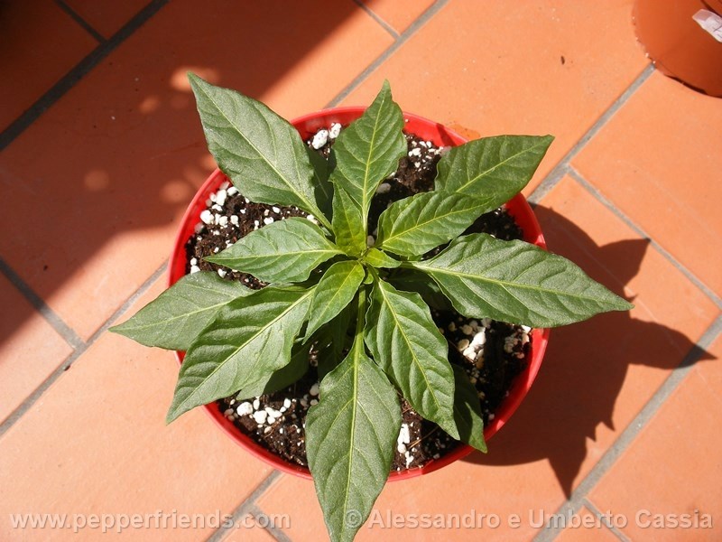 yemennord-arancio_001_pianta_01.jpg