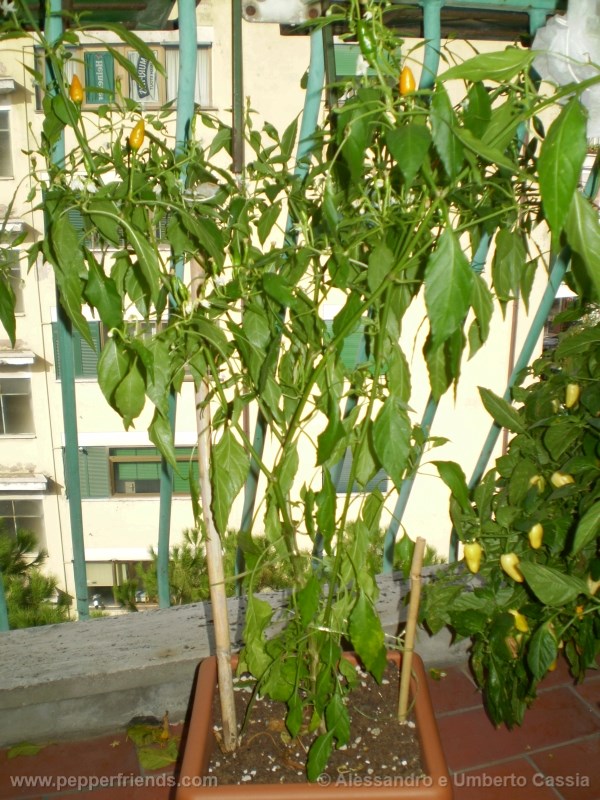yemennord-arancio_001_pianta_03.jpg
