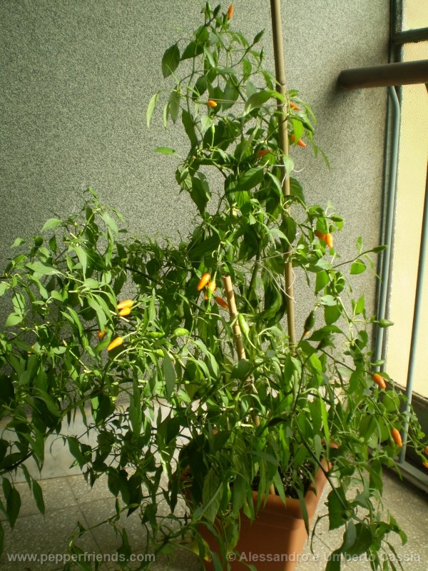 yemennord-arancio_001_pianta_05.jpg