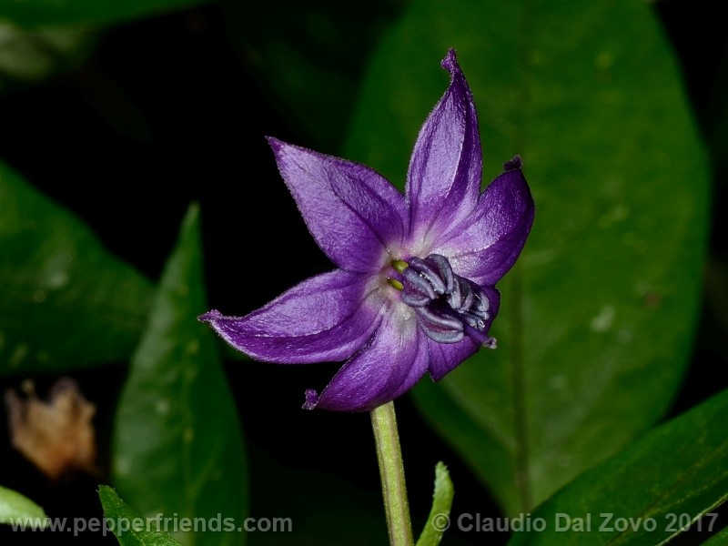 zimbabwe-black_001_fiore_04.jpg