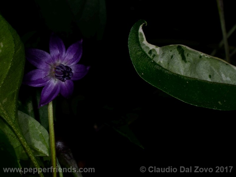 zimbabwe-black_001_fiore_06.jpg